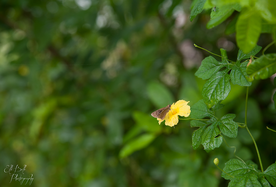 moth-on-yellow-flower - ElliBelle Photography