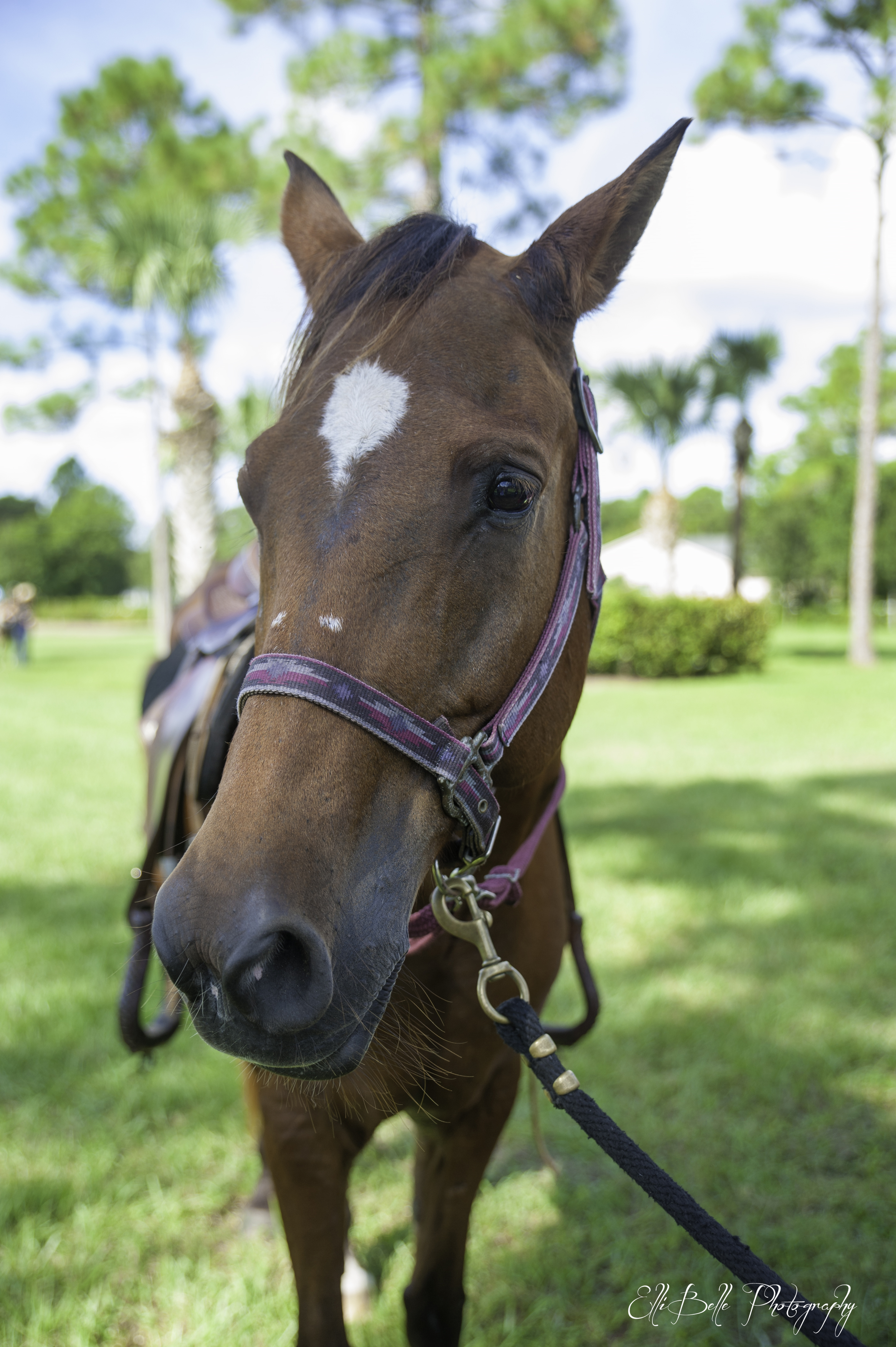 Horses that Help, Ellibelle Photography, Palm Beach County Photographer